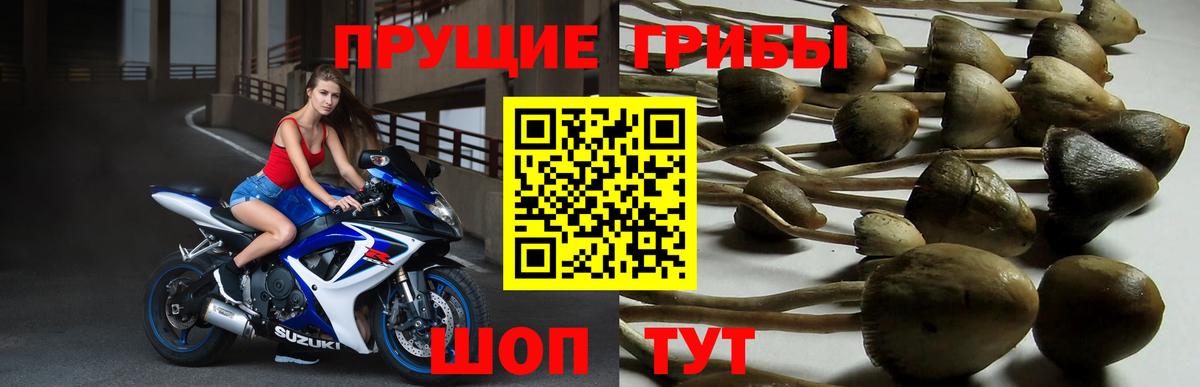 Псилоцибиновые грибы Cubensis  где продают   Славгород  Галлюциногенные грибы MAGIC MUSHROOMS 